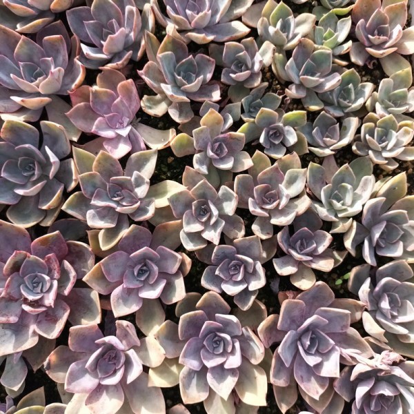 Graptoveria 'Douglas Huth'