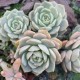 Graptoveria 'Titubans'