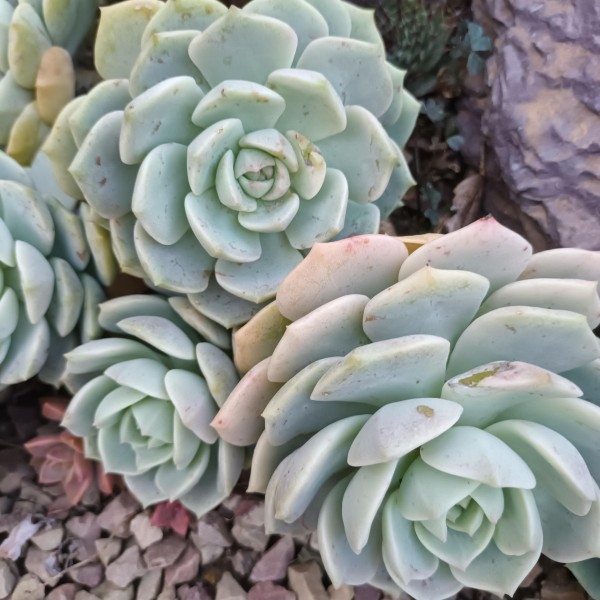 Graptoveria 'Titubans'