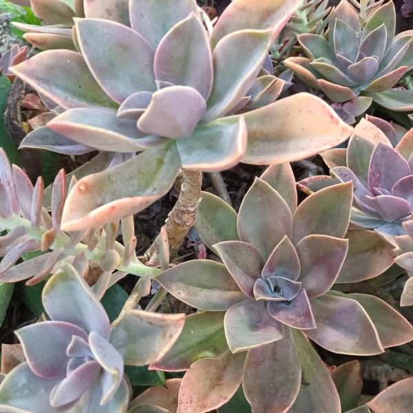 Graptoveria 'Fred Ives'