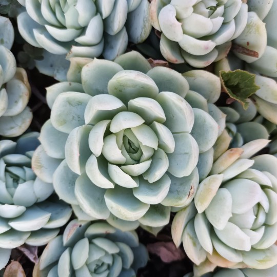 Echeveria elegans x laui