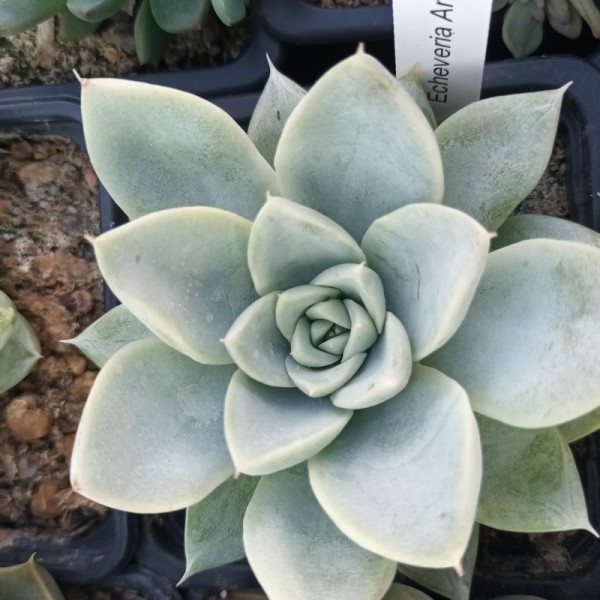 Echeveria 'Annette'