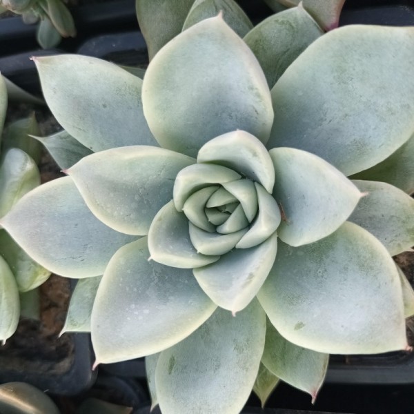 Echeveria 'Annette'