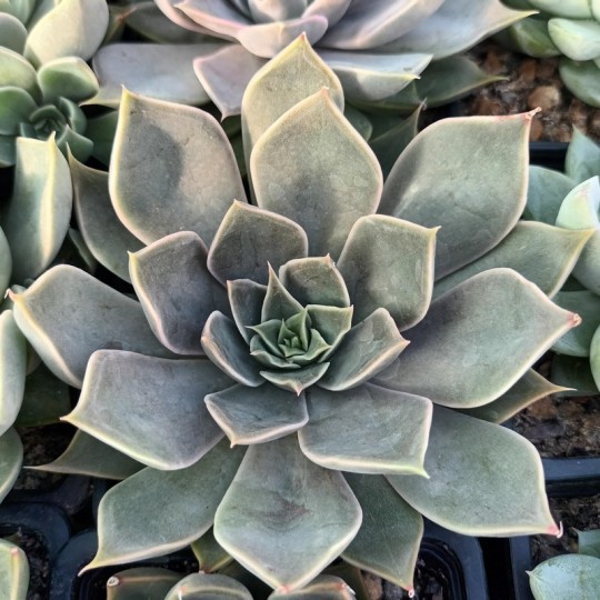 Echeveria 'Mensa'