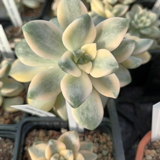 Graptosedum 'Ghosty' variegata