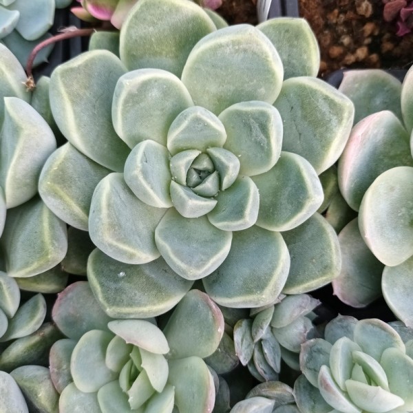 Echeveria albicans