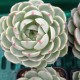 Echeveria 'Ben Badis'