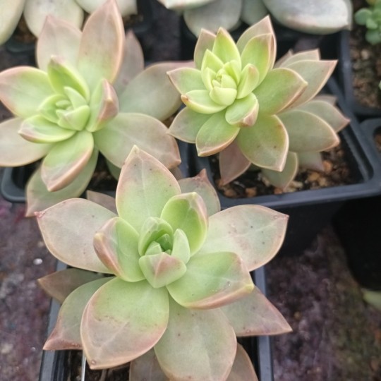 Graptosedum 'California Sunset'