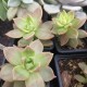 Graptosedum 'California Sunset'