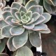 Graptoveria 'Fantôme'