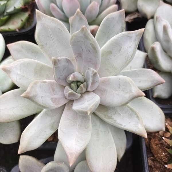 Pachyveria 'Compassion'