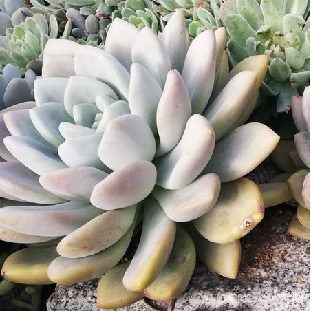 Graptoveria 'Opalina'