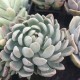 Pachyveria 'Scheideckeri'