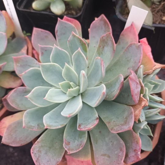 Echeveria 'Béia'