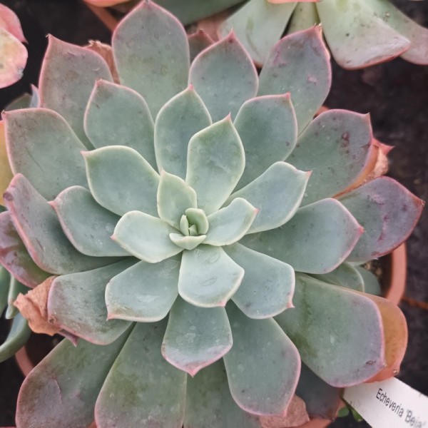 Echeveria 'Béia'