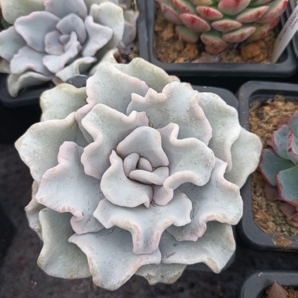 Echeveria Crispate Beauty