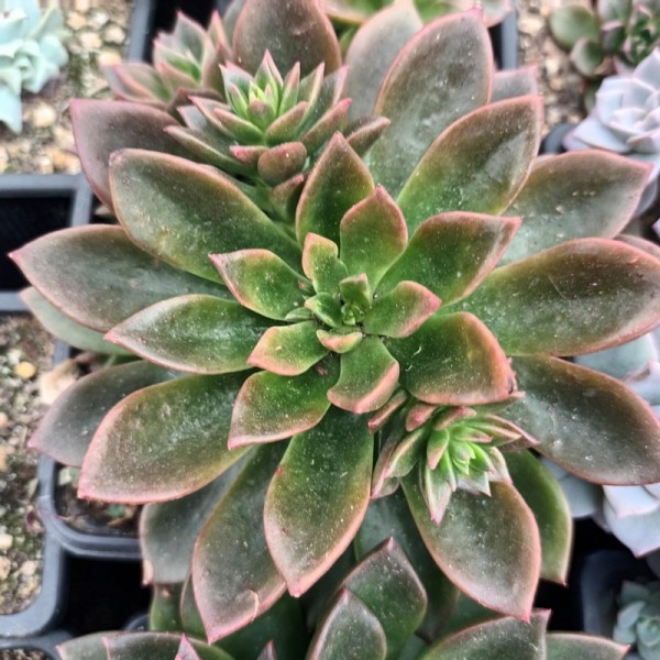 Echeveria 'Telstar'