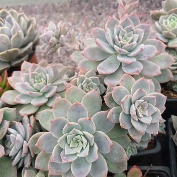 Graptoveria 'Milky way'