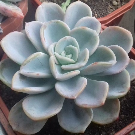 Pachyveria 'Orpet'