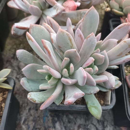 Pachyveria 'Morning Dream'