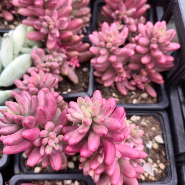 Sedum Rubrotrinctum 'Aurora'