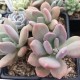 Pachyveria 'Dr Cornellius'