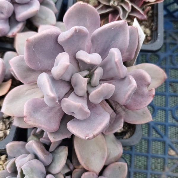 Graptoveria 'Topsy debbie'