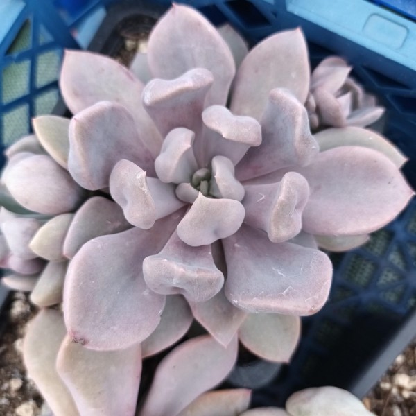 Graptoveria 'Topsy debbie'