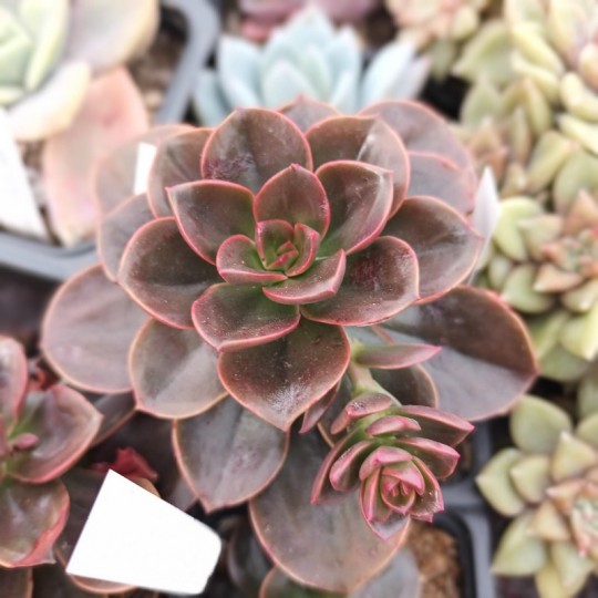 Echeveria 'Mélaco'