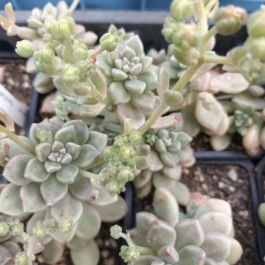 Graptopetalum Mendozae