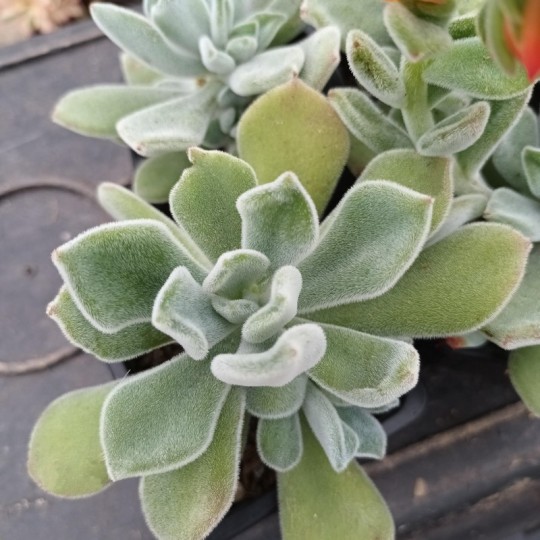 Echeveria Pulvinata Frosty