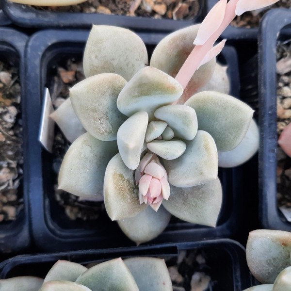 Graptophyria 'Graine de Jour'