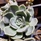 Graptoveria 'Hola'