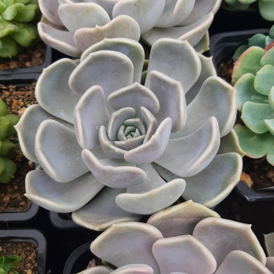 Graptoveria 'Hola'