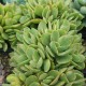 Crassula 'Swaziensis' variegata