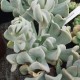 Echeveria runyonii 'Topsy Turvy'