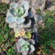 Graptosedum 'Nuit Blanche'