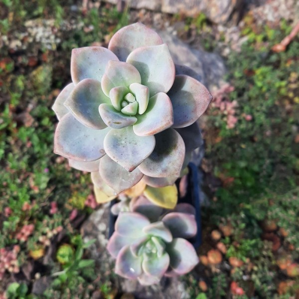 Graptosedum 'Nuit Blanche'