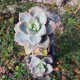 Graptosedum 'Nuit Blanche'