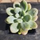 Graptosedum 'Amicie'