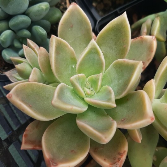 Graptoveria 'Ambeline'