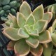 Graptoveria 'Ambeline'
