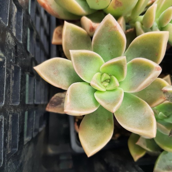 Graptoveria 'Ambeline'