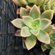 Graptoveria 'Ambeline'