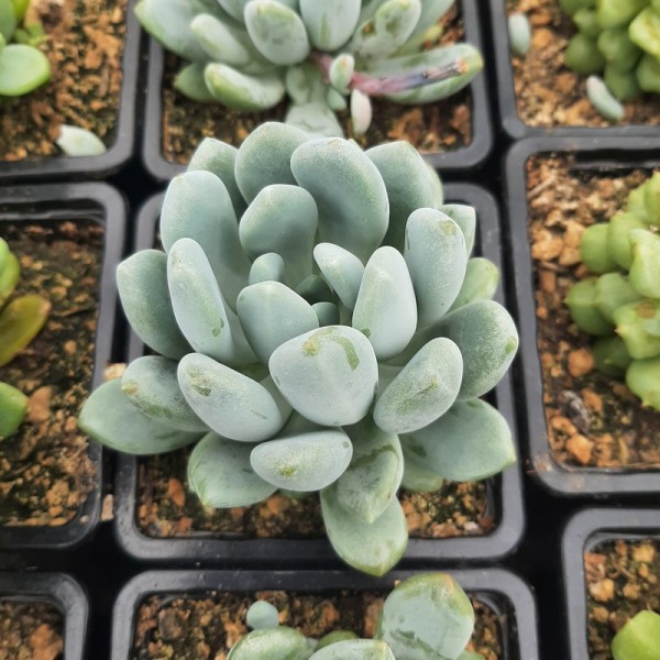 Pachyveria 'Clavifolia'