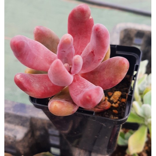 Pachysedum 'Ganzhou'