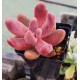 Pachysedum 'Ganzhou'