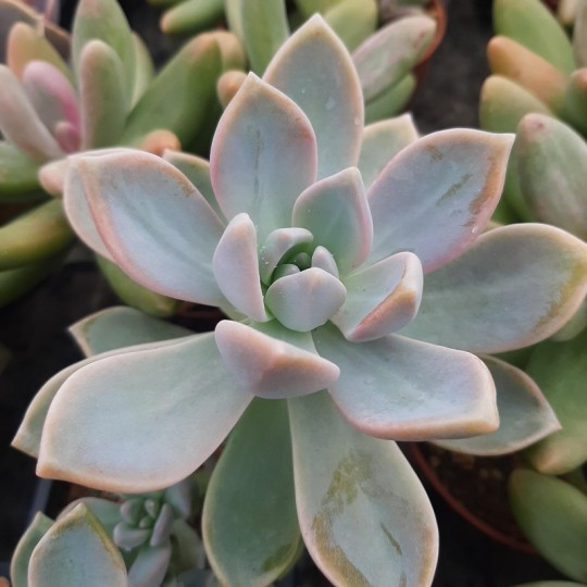 Graptosedum 'Rainbow'