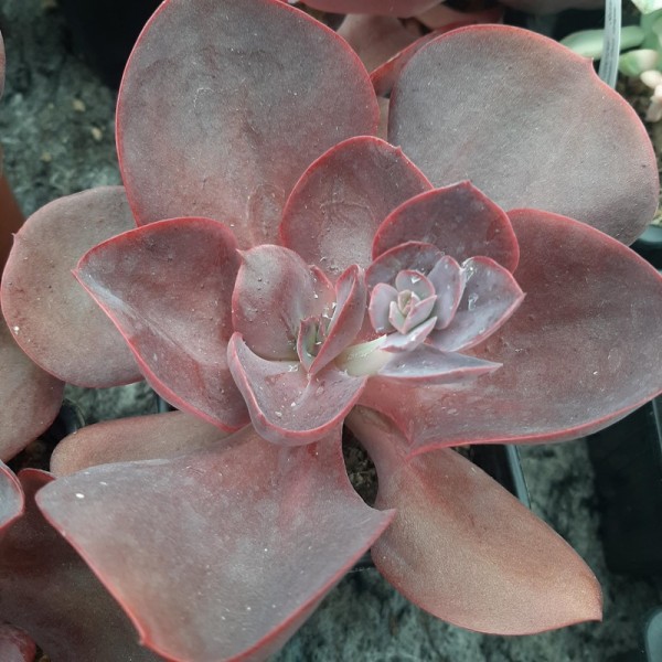 Echeveria 'Hortensia'