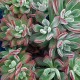 Echeveria 'Pulvinata Devotion'